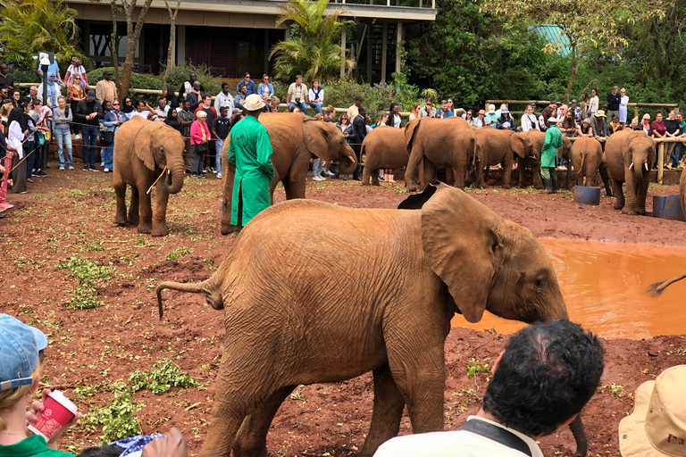 Elefantenwaisenhaus und Nairobi National Park am Nachmittag