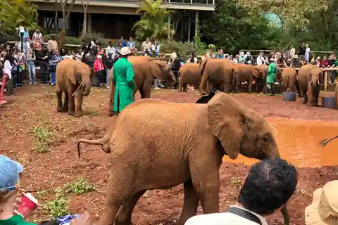 Tour in kleine groep; Nairobi park en olifantenreservaat.