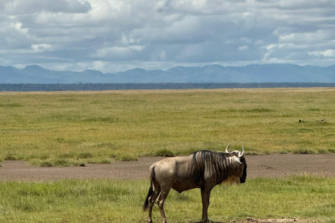 Nairobi to the Mara: 3-Day Private Romantic Safari Escape Nairobi: 3-Day Maasai Mara Private Safari for Couples