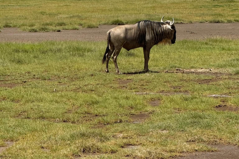 Nairobi to the Mara: 3-Day Private Romantic Safari Escape Nairobi: 3-Day Maasai Mara Private Safari for Couples