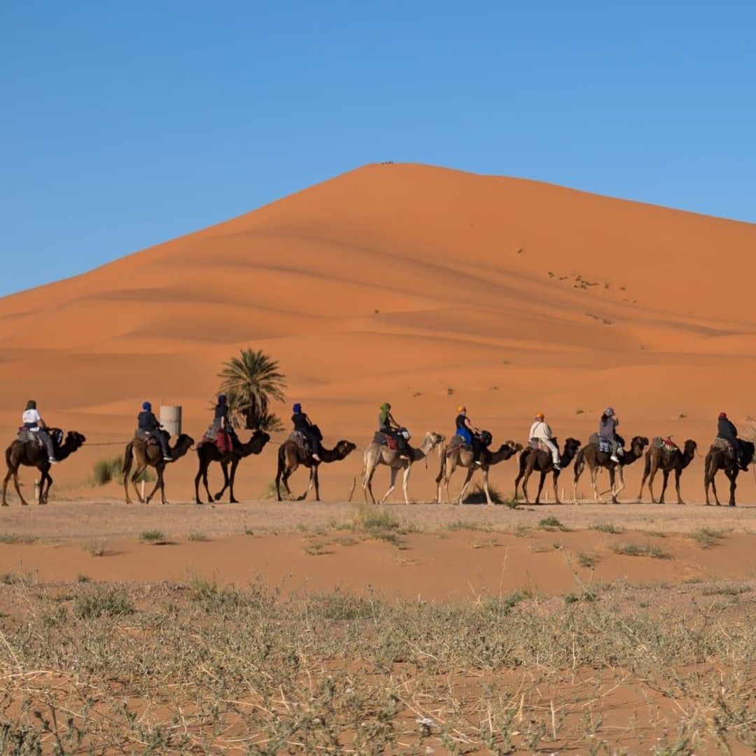Merzouga : une nuit dans le Sahara avec balade en chameau et dîner - dromadaire