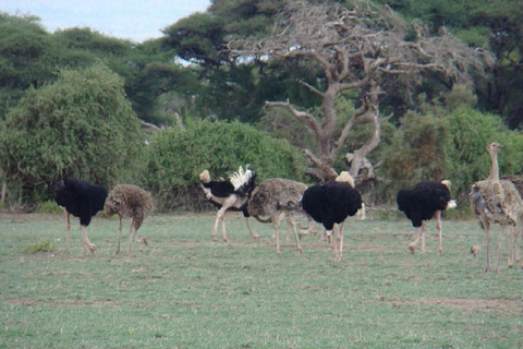 Au départ de Nairobi : Safari de 2 jours dans le parc national d&#039;Amboseli