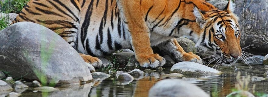 3 jours de safari dans la jungle de Chitwan au départ de Katmandou/Pokhara