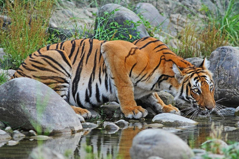 Pokhara : 3 jours de safari dans la jungle au départ de Pokhara