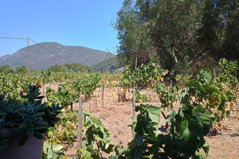 Corfu: South Island Tour with Chalikounas Beach Visit