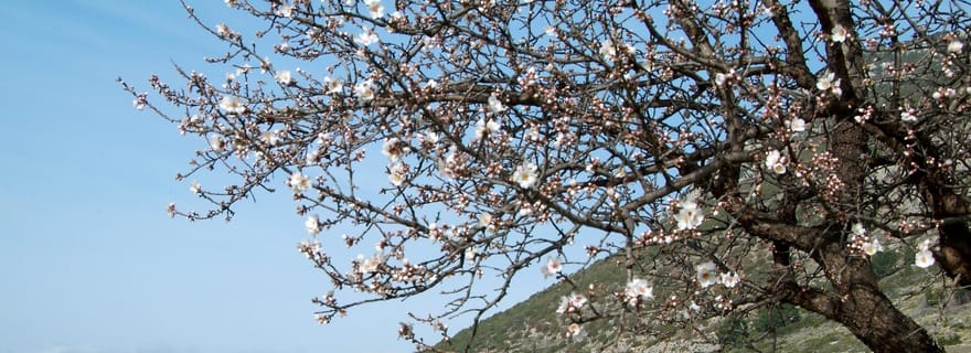 Delphes : cours de cuisine grecque avec déjeuner ou dîner