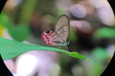 Puerto Viejo Talamanca: Hike through Gandoca Manzanillo Wild Life refuge.