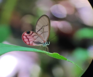 Puerto Viejo Talamanca: Hike through Gandoca Manzanillo Wild Life refuge.