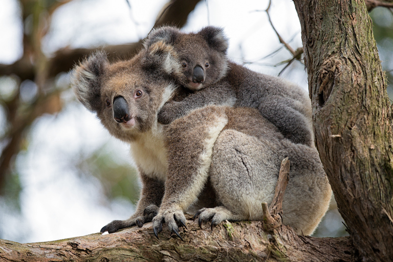 Melbourne: Great Ocean Road Full-Day Sunset Tour