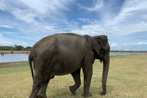 Tour di 4 giorni di Sigiriya Kandy Ella con Udawalawe SafariTour di più giorni delle città