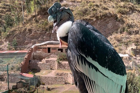 Zoo: Animal Sanctuary and Condor Flight in Cusco Cochawasi Zoo Flight of the Condor Presence of the Puma