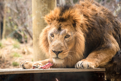 London Zoo: entreeticket