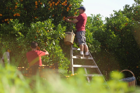 Sóller: Olijfolie proeverij en brunch bij Can Det Estate