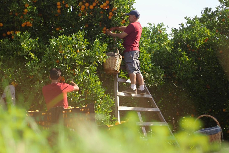 Sóller: Olijfolie proeverij en brunch bij Can Det Estate