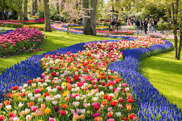 Amsterdam: Tour guidato dei Giardini di Keukenhof in spagnolo e inglese