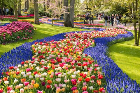 Amsterdam: tour dei giardini Keukenhof in spagnolo o inglese