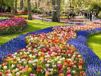 Ab Amsterdam: 5-stündige Gruppentour Keukenhof auf Spanisch Ab Amsterdam: 5-stündige Gruppentour Keukenhof auf Spanisch