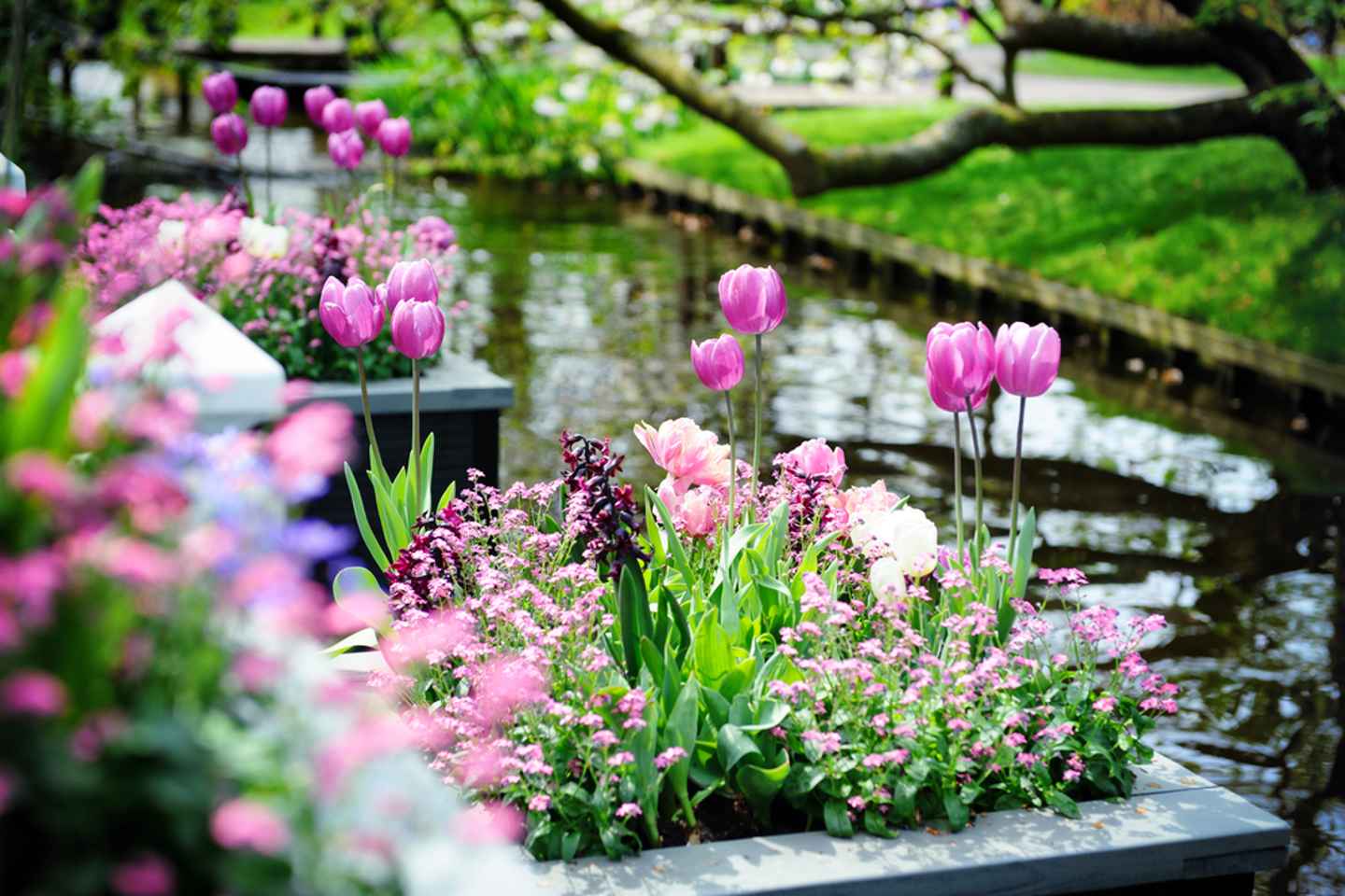 Amsterdam: Keukenhof Gardens Guided Tour Spanish and English