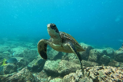 From Puerto Ayora: Floreana Island Snorkeling Day Tour