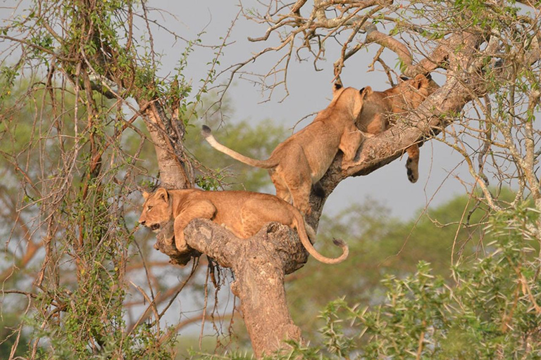 4 Day Breathtaking Safari in Kidepo Valley National Park