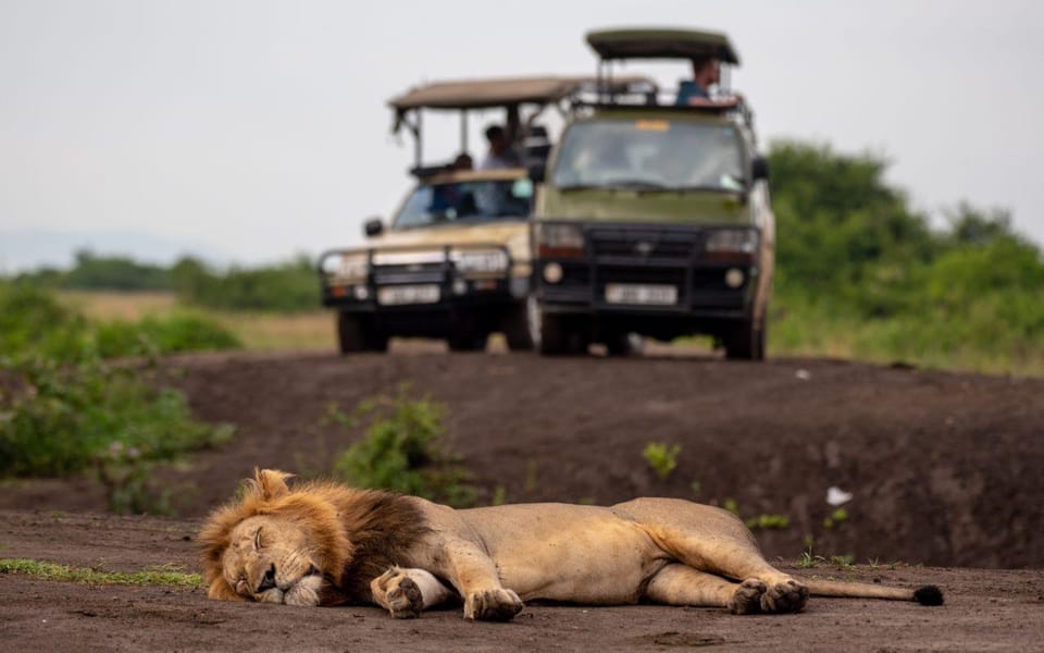 Nairobi 3 Day Tour Amboseli National Park GetYourGuide