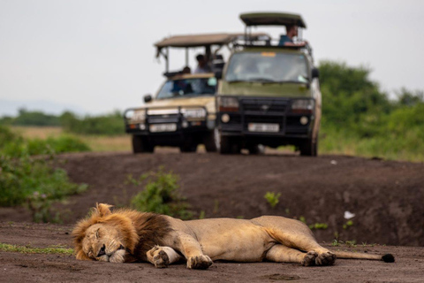 Nairobi : 3 jours d'excursion dans le parc national d'Amboseli