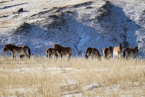 4-Days Central Mongolia Winter Tour