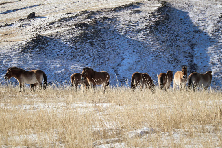 4-Days Central Mongolia Winter Tour