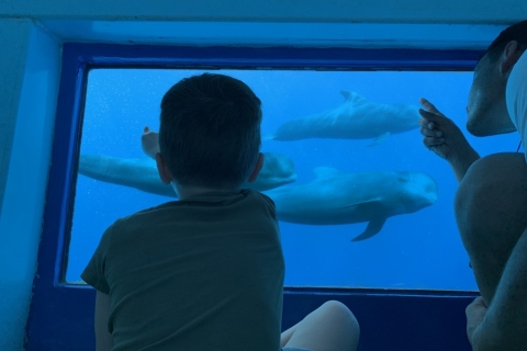 Vanuit Adeje: walvissen en dolfijnen spotten met lunchBoottocht zonder ophaalservice bij je hotel
