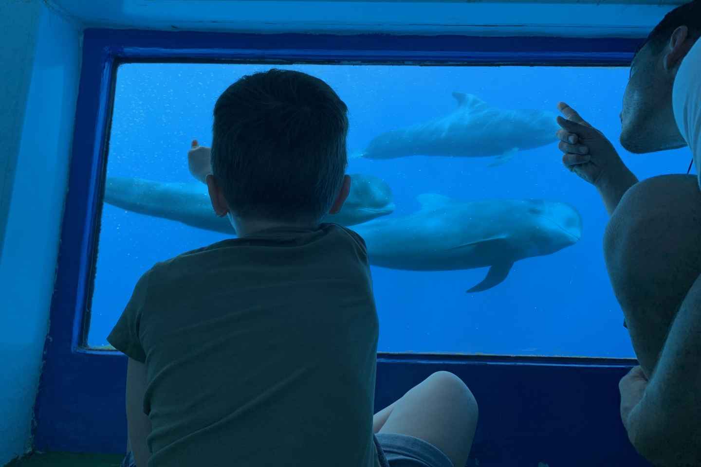 Adeje: Whale and Dolphin Watching Cruise with Lunch and Swim