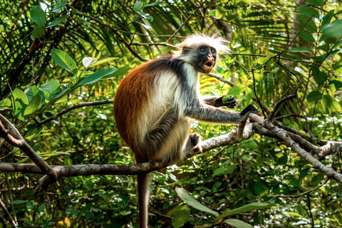 Zanzibar: Tour guiado por Nakupenda, Ilha da Prisão e JozaniNPIJF-TRANSFERLUNCH manhã