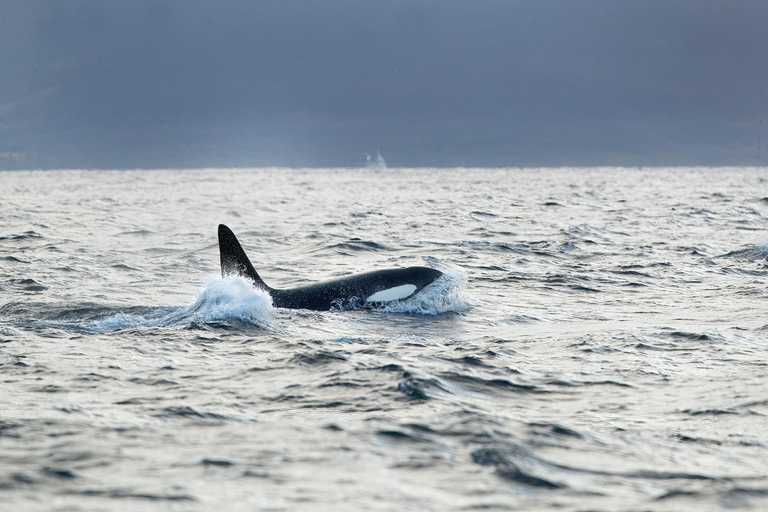 Tromsø: Orca and Whale Watching Heated Boat Trip Tromsø: Orca and Whale Watching comfort heated boat Trip