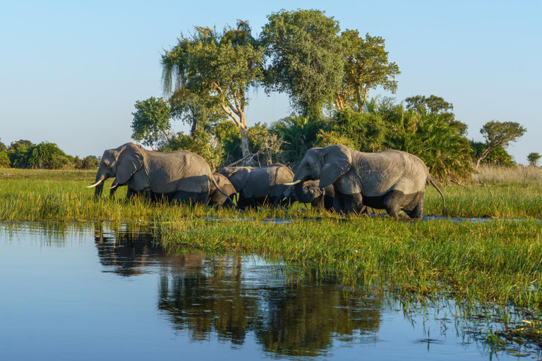 Botswana: Savuti, Khwai, & Moremi 7-Day Mobile Safari