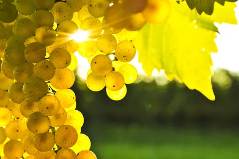 Excursão de meio dia a Marlborough com saída de Blenheim