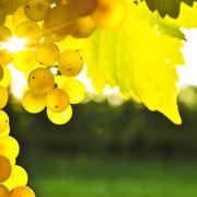 Marlborough Half-Day Wine Tour from Blenheim Marlborough Half-Day Wine Tour from Blenheim