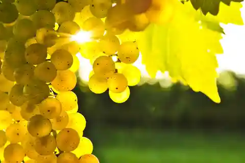 Marlborough Half-Day Wine Tour from Blenheim