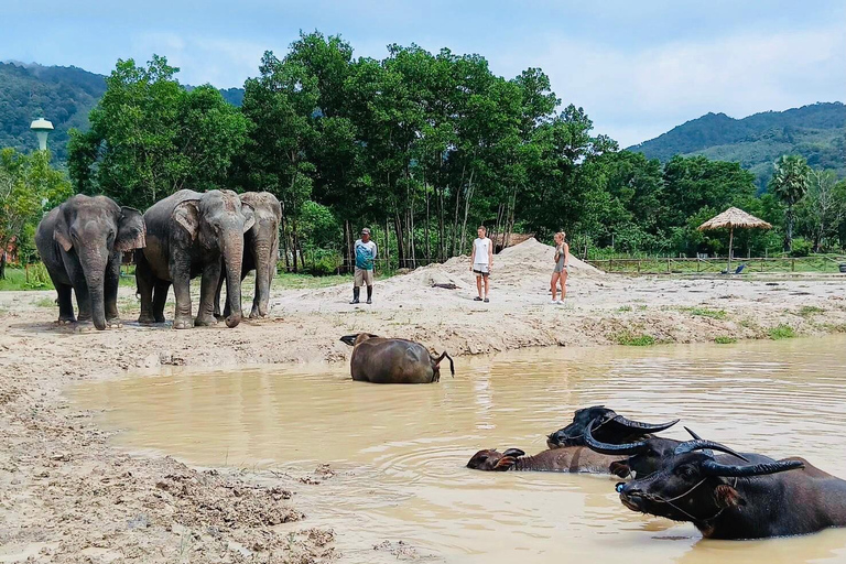 Phuket: Reserva de elefantes Freedom - Paseo por la naturaleza etéreaPhuket: Tour por la reserva natural Freedom Elephant Reserve con paseo y alimentación de elefantes