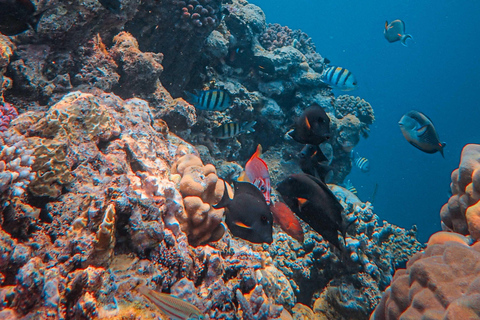 Lombok: 3 Gili Snorkeling Trip with Turtles, Statues & GoPro Starting from Lombok (Round trip Hotel transfer)