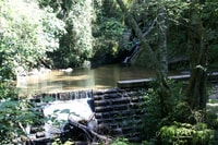 TIJuca Rain Forest Tour por Jeep desde Río de Janeiro - Housity