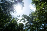 TIJuca Rain Forest Tour por Jeep desde Río de Janeiro - Housity