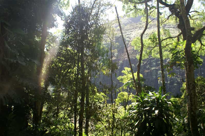 Bosque de la Tijuca tour desde Río de Janeiro GetYourGuide