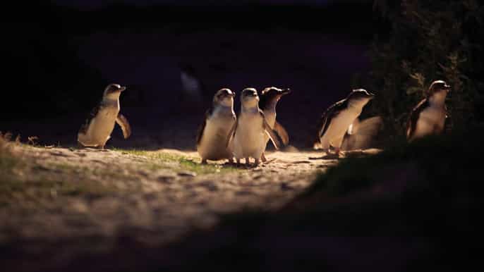 from melbourne late afternoon penguin parade express tour