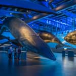 Reykjavik: Biglietto d'ingresso al Museo delle Balene d'Islanda