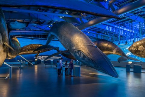 Reikiavik: entrada al Museo de las Ballenas de Islandia