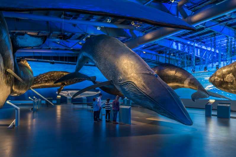 Da Reykjavík: biglietto d'ingresso per il museo Whales of Iceland