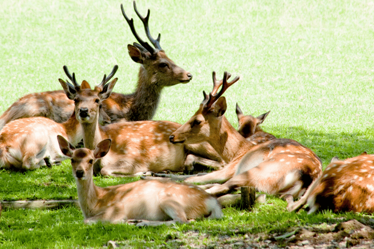 From Osaka/Kyoto: Kyoto Nara Day Trip Highlights