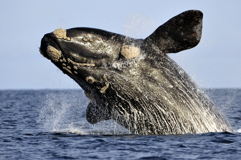 From Cape Town: Whale Watching Tour in Hermanus and GansbaaiCape Town Whale Watching Tour Full-Day: Hermanus &amp; Gansbaai