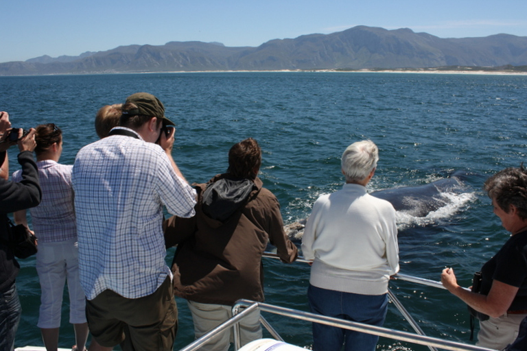 Du Cap: visite des baleines à Hermanus et à GansbaaiJournée d'observation des baleines au Cap: Hermanus & Gansbaai