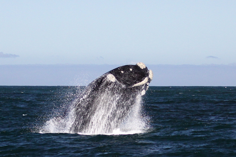 Du Cap: visite des baleines à Hermanus et à GansbaaiJournée d'observation des baleines au Cap: Hermanus & Gansbaai