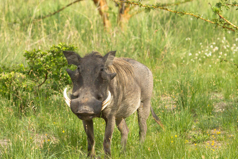 From Zanzibar: Saadani safari 2-Day with Night Game Drive